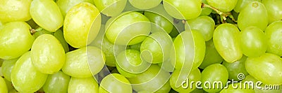 Green grapes grape fruits fruit background from above panorama Stock Photo