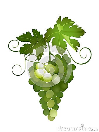 Green grapes - illustration - eps Vector Illustration