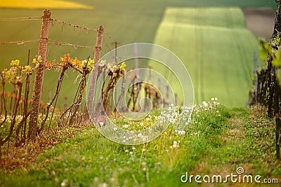 Green grapes leaves in evening sunlight Stock Photo