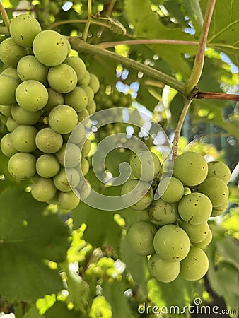 green grapes ripen on the branches in the garden Stock Photo