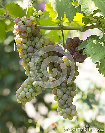 Green grapes ripen detail Stock Photo