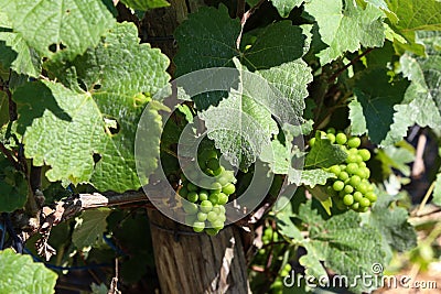 Green grapes ripen in summer in vineyards Stock Photo