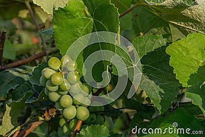 Green grapes ripen in the sun. Unripe green grapes Stock Photo