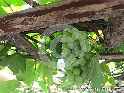 Green grapes on a trellis Stock Photo