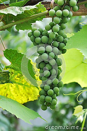 Green grapes in a vineyard Stock Photo