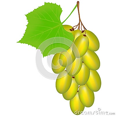 Green grapes on a white background. Vector Illustration