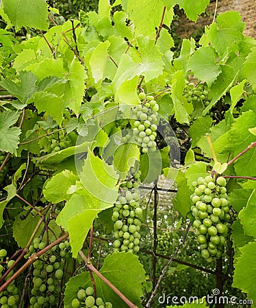 Green Grapevine Plant Stock Photo