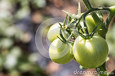 Green grapevine tomatoes. Stock Photo