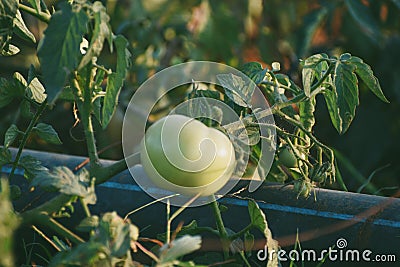 Green grapevine tomatoes. Green unripe tomatoes on the bush. Tomatoes on the vine, tomatoes growing on the branches. Green Stock Photo