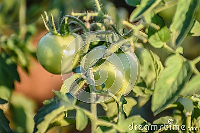 Green grapevine tomatoes. Green unripe tomatoes on the bush. Tomatoes on the vine, tomatoes growing on the branches. Green Stock Photo