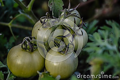 Green grapevine tomatoes. Green unripe tomatoes on the bush. Tomatoes on the vine, tomatoes growing on the branches. Green Stock Photo