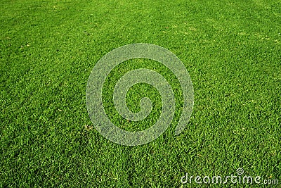 Green grass Stock Photo