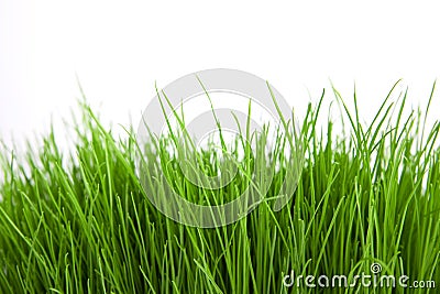 Green grass Stock Photo