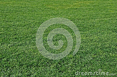 Green grass Stock Photo