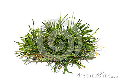 Green grass Stock Photo