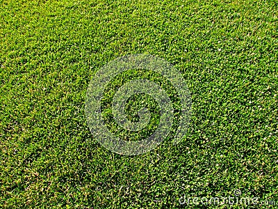 Green grass Stock Photo