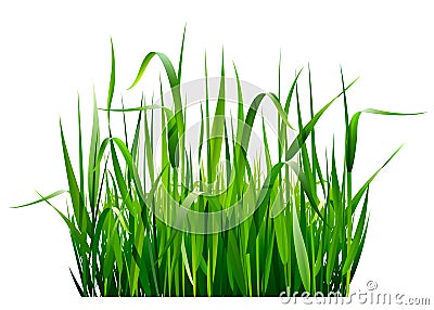 Green grass Vector Illustration