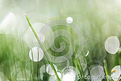 Green grass abstraction Stock Photo