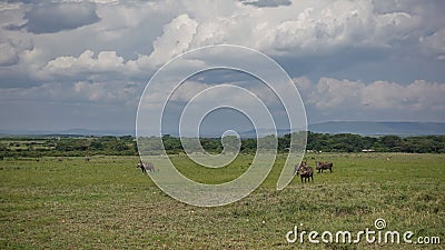 On the green grass of the African savanna there is a group of warthogs Stock Photo
