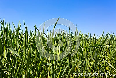 Green grass Stock Photo