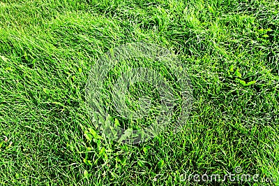 Lush growth of green grass Stock Photo