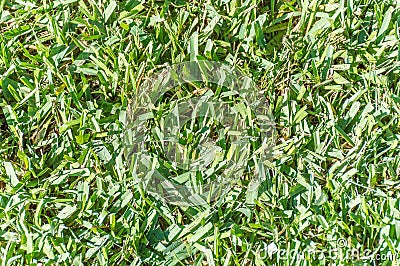 Green grass background Stock Photo