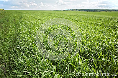 Green grass background - cultivated land wheat Stock Photo