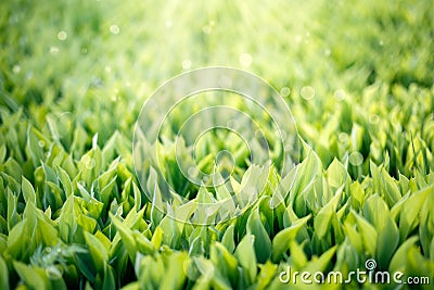 Green grass background. Lilies of the valley with sunny glare Stock Photo