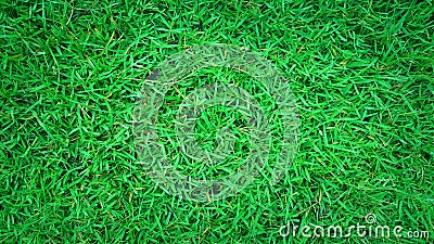 Green grass background, nature texture Stock Photo