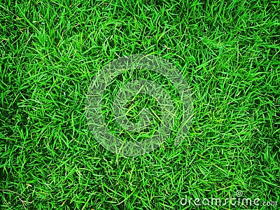 Green grass background, nature texture Stock Photo