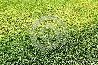 Green grass background stock photo Stock Photo