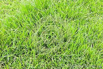 Green grass background texture Stock Photo