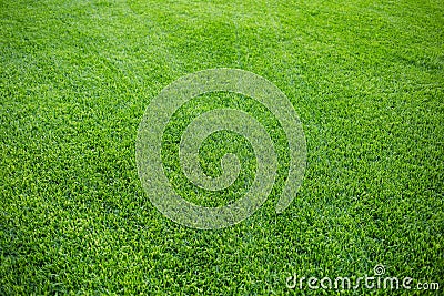 Green grass background texture. fresh bright juicy mowed lawn. top view Stock Photo