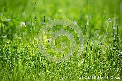 Green grass background. White clover flower in meadow. Natural backgrounds with bokeh Stock Photo