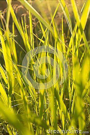 Green grass in backlight Stock Photo