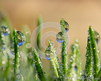 Green grass blades with rain drops that reflect saguaro cactus Stock Photo