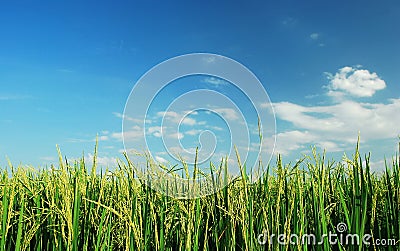 Green grass Stock Photo