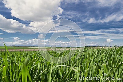 Green grass and blue sky with clouds Stock Photo