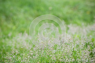 Green grass blur background. Stock Photo