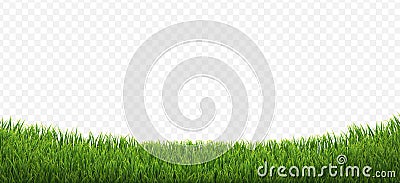 Green Grass Border Isolated Transparent Background Vector Illustration