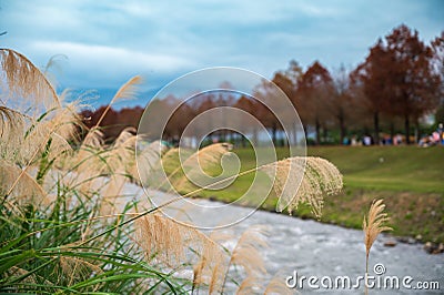 Green grass on both sides of the river. Bald cypress trees with red leaves. Stock Photo