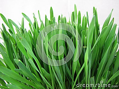 Green grass close-up Stock Photo