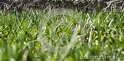 Green grass close-up. Background for presentations Stock Photo