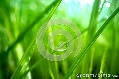 Green grass close-up super macro shooting Stock Photo