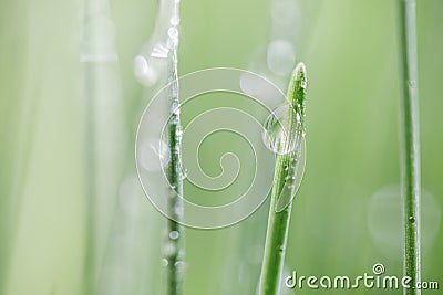 Green grass close-up super macro shooting Stock Photo