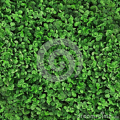 Green grass clover seamless texture Stock Photo