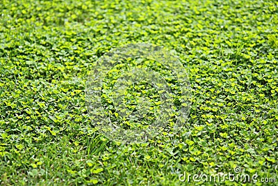 Green grass clover texture Stock Photo