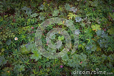 Green grass covered with raindrops close-up. Abstract vegetative background Stock Photo