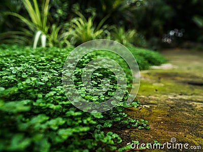 The green grass creeps a carpet on a footpath Stock Photo