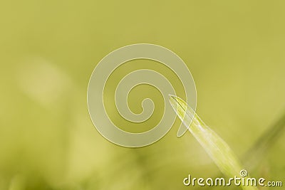 Green grass culm Stock Photo